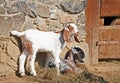 Goatling