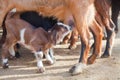 Goatling milking