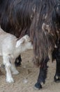 The goatling is sucking goat udder