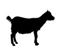 Goatling vector silhouette illustration isolated on white background. Little baby goat Royalty Free Stock Photo
