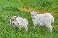 Goatlings in the Grass