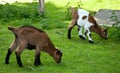 Goatlings on green grass