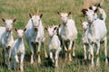 Goats Royalty Free Stock Photo