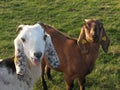 Goats Royalty Free Stock Photo