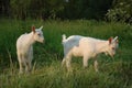 Goats Royalty Free Stock Photo