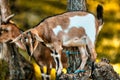 Goats\' adaptability aids farming on challenging terrains