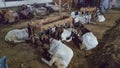 Goats in the animal market During Eid Ul Adha