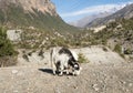 Goats in Annapurna circuit,trekking Royalty Free Stock Photo