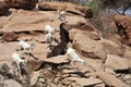 Goats in the area of the caves Las Gil