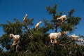 Goats in Argan Argania spinosa tree, Morocco Royalty Free Stock Photo