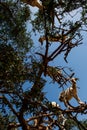 Goats in Argan Argania spinosa tree, Morocco seen from below Royalty Free Stock Photo