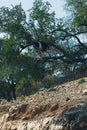 Goats in an Argan Tree balancing on the branches in Morocco Royalty Free Stock Photo