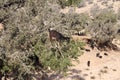 Goats in argan tree, Morocco Royalty Free Stock Photo