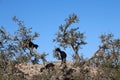 Goats in argan tree, Morocco Royalty Free Stock Photo