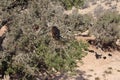 Goats in argan tree, Morocco Royalty Free Stock Photo