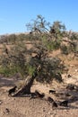 Goats in argan tree, Morocco Royalty Free Stock Photo