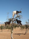 Goats in Argan tree, Morocco Royalty Free Stock Photo