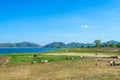 Goats around the green grassland with water dam in background Royalty Free Stock Photo