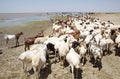 Goats on the banks of the african lake