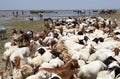 Goats on the banks of the african lake