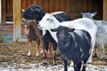 Goats in the barnyard