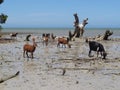 Goats on the Beach in Madagascar Royalty Free Stock Photo