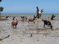 Goats on the Beach in Madagascar