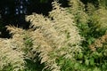 Goats Beard (Aruncus dioicus)