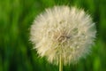 Goats beard flower