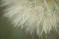 Goats beard wildflower closeup