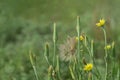 Goats beard wildflowers