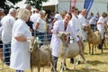 Goats being Exhibited at Agricultural show