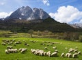 Goats and Billare peak in the Cirque de Lescun, Aspe Valley. Royalty Free Stock Photo