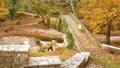 goats on the bridge in Vrosina village in Ioannina Greece