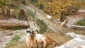 goats on the bridge in Vrosina village in Ioannina Greece