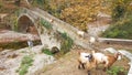 Goats on the bridge in Vrosina village in Ioannina Greece