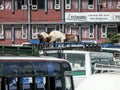 Goats at bus station - Chaos in Kathmandu