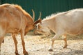 Goats butting each other Royalty Free Stock Photo