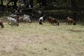 The Goats of Roseville California, 10. Royalty Free Stock Photo
