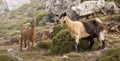 Goats on the Cares route in Picos de Europa