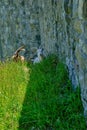 Goats by a Castle Wall