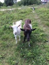 Goats, cat and village life Royalty Free Stock Photo