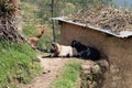 Goats and chicken in Nepalese mountains