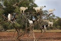 Goats climbing in argan tree