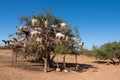 Goats climbing an Argan Tree in Morocco, Africa Royalty Free Stock Photo