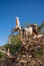 Goats climbing an Argan Tree in Morocco, Africa Royalty Free Stock Photo