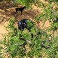 Goats climbing an argan tree to eat the argan nuts