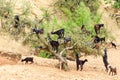 Goats climbing an argan tree to eat the argan nuts