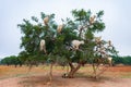 Goats Climbing an Argan Tree along the Road to Essaouira Morocco to Marrakesh Royalty Free Stock Photo
