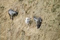 Goats climbing on steep wall